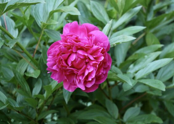 piwonia chińska ‘Karl Rosenfeld’